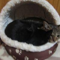 あずゆず 会員画像