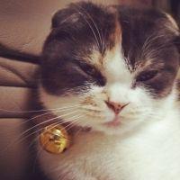 みねこ 会員画像