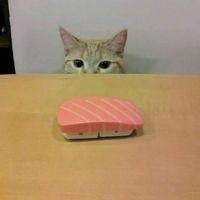 モモにゃんこ 会員画像