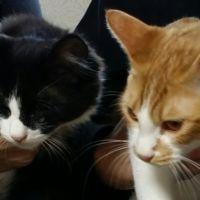 CONTRAIL_SKY 会員画像