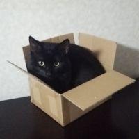 くろいねこ 会員画像