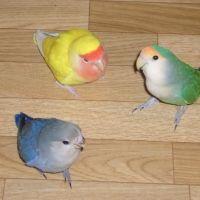 さくぴよくり 会員画像