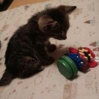 ぽちっとなす 会員画像