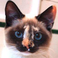 アメリカの猫 会員画像