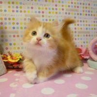メルにゃん 会員画像