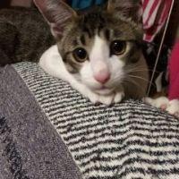 よこたんこ 会員画像