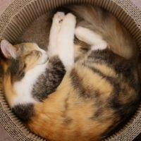 しろくろ8787 会員画像