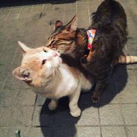 野良猫さくら 会員画像