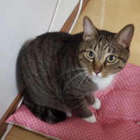 ガロモカ 会員画像