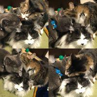 ももうめ 会員画像