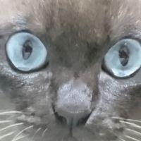 キラちゃん 会員画像