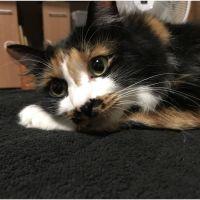 ちゃこにゃさん