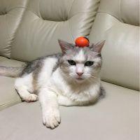 会員画像