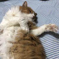 会員画像