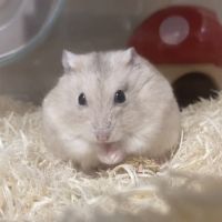 うにまーろ 会員画像