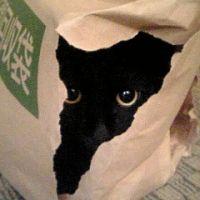 ちーぶーたん 会員画像