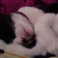 すばねこ 会員画像