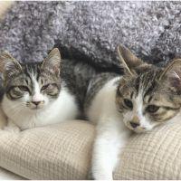 デースケ 会員画像