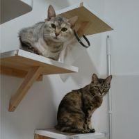 DCT-Cat-222 会員画像