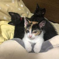 おれおくれあ 会員画像