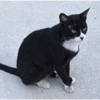 砂漠の狐 会員画像