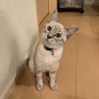 ハロルド 会員画像