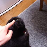 ねこはーと 会員画像