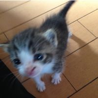 マルトラ 会員画像