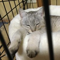 !!!シマネのネコ!!! 会員画像