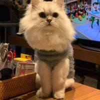ひこじじいさん