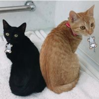 にゃんこLOVE♪ 会員画像