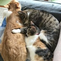 パパクマ 会員画像