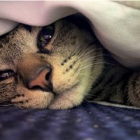 シンバくん 会員画像