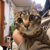 3匹のこぶたさん