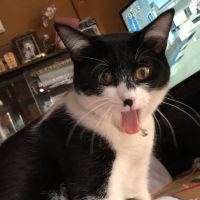 てっかんのん 会員画像