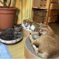 オダユタミカ 会員画像