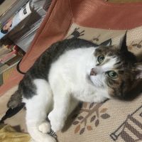 えのきちゃん 会員画像