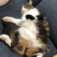 へそ天猫 会員画像