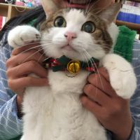 にゃあにゃ。さん