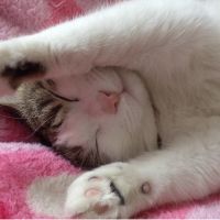 かたのもも 会員画像