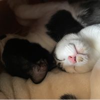 こむぎくろ 会員画像