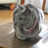 猫ジロー 会員画像