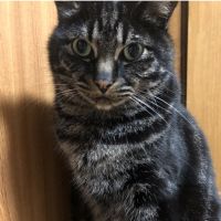 もけけたろう 会員画像