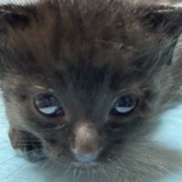 ねこと着物 会員画像