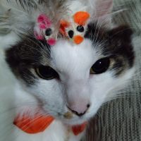 るるさくら 会員画像