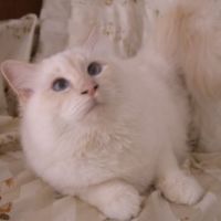 おばす 会員画像