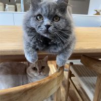 くろでいず 会員画像