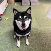 にこにこあいちゃんさん