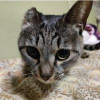 にゃんサポ足尾さん