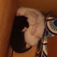 あらしださん